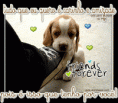 /album/galeria-de-fotos/beagle-gif/